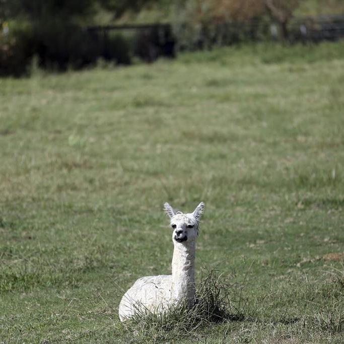 Lost children live on at Arizona refuge for the grieving